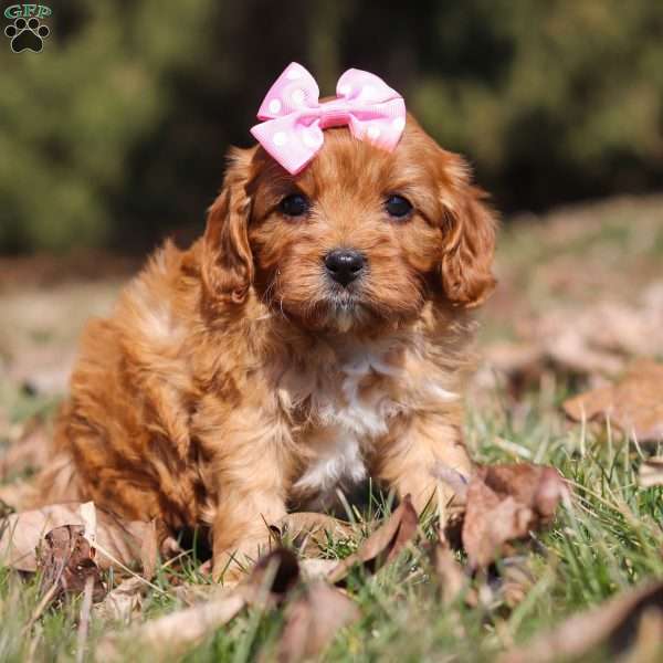 Sydney, Cavapoo Puppy